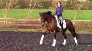 Bella canter
