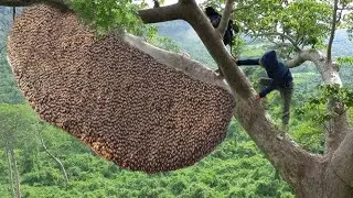 tree climbing skills without fear of heights harvesting honey from dangerous tall trees