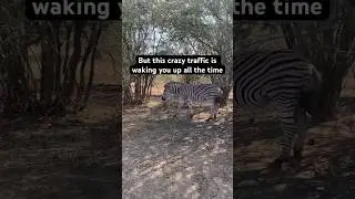 Angry Zebra Tries to Sleep in the African Bush #southafrica #wildlife #adventure #safari #travel