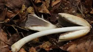 Coprinellus domesticus