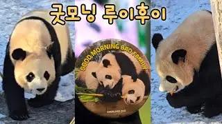 굿모닝 루이후이 두번째 영상 꽁꽁 얼 것 같아서 집순이를 요구했어요💕26.01.22 Everland Ruibao Huibao 