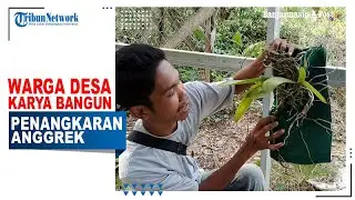 Kembangkan Usaha Anggrek di Balangan, Warga Desa Karya Bangun Penangkaran Anggrek