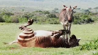 Cape mountain zebra 'Equus zebra zebra' enjoying a dust bath