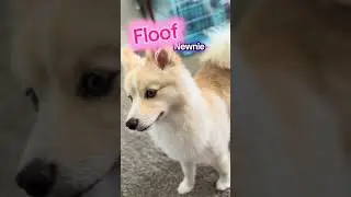 When you have too much personality for just one name 🐾✨#dogsoftiktok #pomsky #puppy