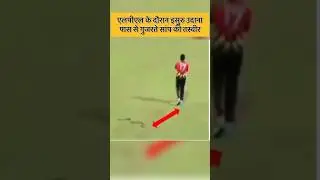 Snake in the cricket field