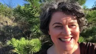 Learn How to Use Pine Essential Oil for adrenal fatigue - Restore yourself !