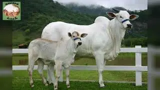 భూమాత బాగుండాలంటే గోమాత బాగుండాలి. Let us save cows and get benefitted. #cow #animalcare #india #ap 