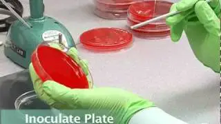 2 Streaking for Isolation--Subcultures--Staph Aureus