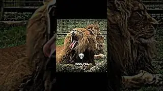 Lion vs others 💀🗿That's why we call Lion a KING 👑🔥