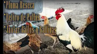 Cuando retirar los pollitos a la gallina