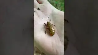 Magicicada nymph found in Princeton NJ under a log (Brood X, 2021)