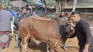 @ ১৫/১/২০২৬|| নরসিংদীর খামারীর মাঝারী সাইজের খামার উপযোগী ষাঁড় গরু কেনা কাহারোল হাটে||