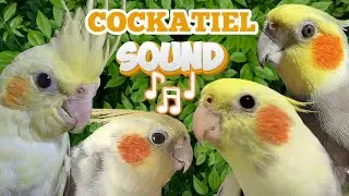 Sounds to cheer up cockatiels - An hour of songs that cockatiels love
