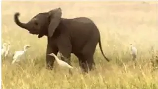 Baby elephant doing the helicopter