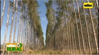 Abc Rural: Preparación de suelo para siembra de eucalipto