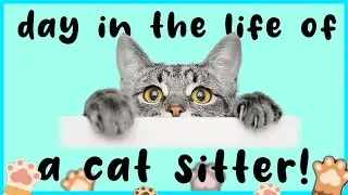Day in the life of a Cat Sitter: cat sitting a Norwegian Forest cat