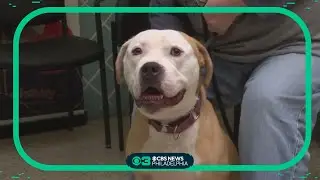 How to make your rescued or adopted dog feel more comfortable and adjust to their new life