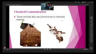 TRANSMISSION IN ANIMAL LANGUAGE AND ANIMAL CONSCIOUSNESS (BSED ENGLISH 1A SANDARA AMAHOY)