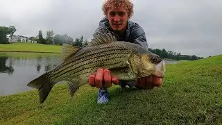 Freshwater Hybrid Striped Bass Fishing in Charlotte, NC!