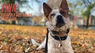 Best Australian Cattle Dog Trainers ||| 1 Year Old Australian Cattle Dog, Finn