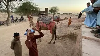 Cholistani cammals | Cholistan culture pakindiaborderline  | Rohi Cholistan Punjab 