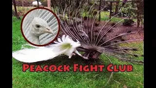 PEACOCK FIGHT CLUB