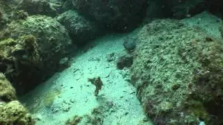 Panasonic HDC-TM700 Underwater TM700k HDC-HS700 HDC-HS700k Cabo San Lucas Vomit throw up Slow Motion