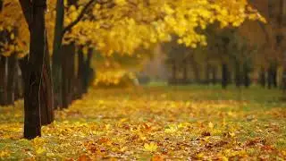 Autumn Season - Relaxing Music | Yoga | Sleepy Song | Meditation | Soothing Sound | Sleeping |
