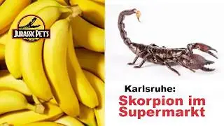 Karlsruhe: Skorpion im Supermarkt - Erfahrungsbericht | Wu&szlig;test Du... #11