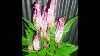 Flower Delivery Stores