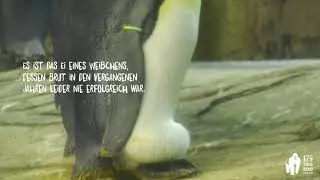 Gleichgeschlechtliche Pinguine br&uuml;ten Ei im Zoo Berlin aus - Same-sex penguins hatch an egg
