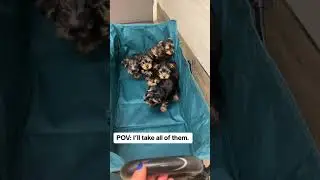 Pov: I&rsquo;ll take them all. 🥹 #yorkiesoftiktok #yorkiepuppies #yorkiepuppy #yorkie #puppies