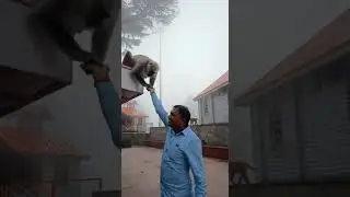 Jakhu mandir shimla m langur ko chana khilana