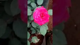 Gardens#blooming#rose#redflowers#redrose#greenary#roses#shorts#shortsviral#pinkrose