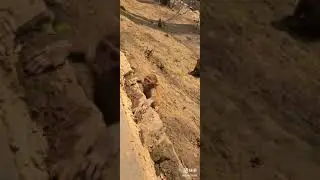 Poor baby monkey cry very loud request milk from mom