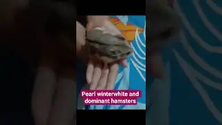 1 Februari 2026 #hamster #pets #cute #funny #animals #robloxplayer #anakroblox #fyp #shortviral