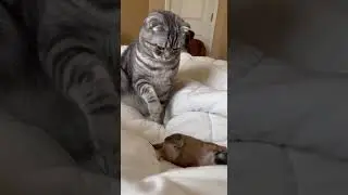 The Bully Cat Froze When the Boxer Mom Walked In With Treats #cats #dogs #pets