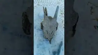 La mal&eacute;diction de la ch&egrave;vre 🐐.