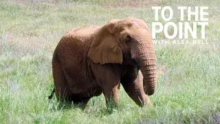 Northern California animal sanctuary holds birthday party for Lulu the elephant | To The Point