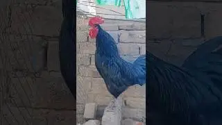Rooster Crowing🐓📢📢🤩 (S07E03) #shorts