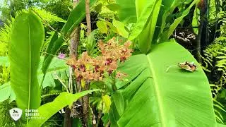 Peaceful Garden Escape 🌿 Soothing Music & Meditation with Flowers