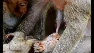 WOW ! Lori surprise see baby Polly get milk| Lori jealous Polly get milk Popeye.