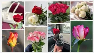 WhatsApp girls Profile Picture &hearts;️ | WhatsApp DP | Snap ideas for girls | #bestlinesanddps  #flowers 
