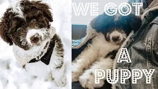 Getting Our New Puppy | Aussiedoodle Puppy