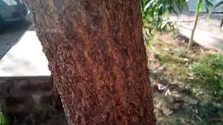 720p video sample shot using Xolo Q700 handset