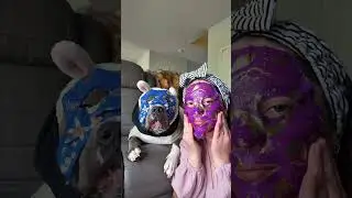 Spa routine with my dog 🥰🥰 #americanbully #funnydog #dogcontent #funnyvideos #petlover