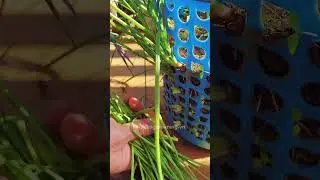 20 days to have onions to eat all year round. #ideasgardening #garden #gardening #gardengingtips