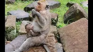 So Pity ! Baby Cry loudly Very hungry| How Mom Weaning Baby Brutus Jr Too small.