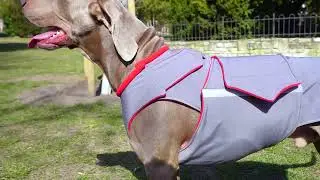 Weimaraner in Action | Waterproof Softshell Dog Jacket &ndash; Protects the Belly Too