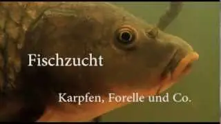 Fischzucht -- Karpfen, Forelle und Co. Trailer MedienLB